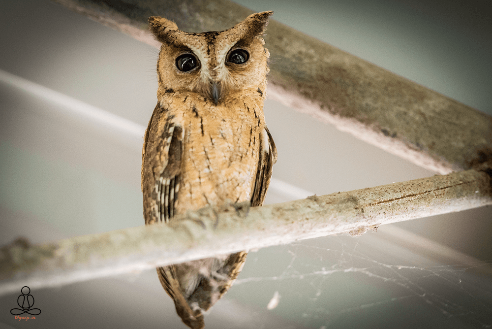 sunda scops owl
